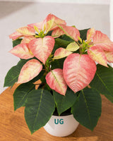 Monet Twilight Poinsettia