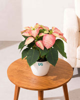Monet Twilight Poinsettia