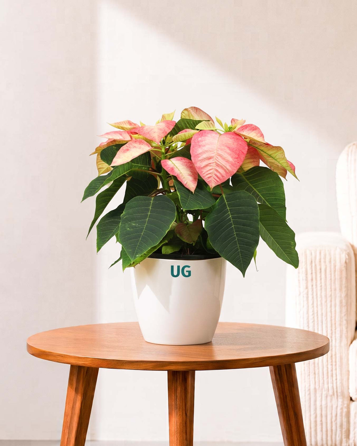 Monet Twilight Poinsettia