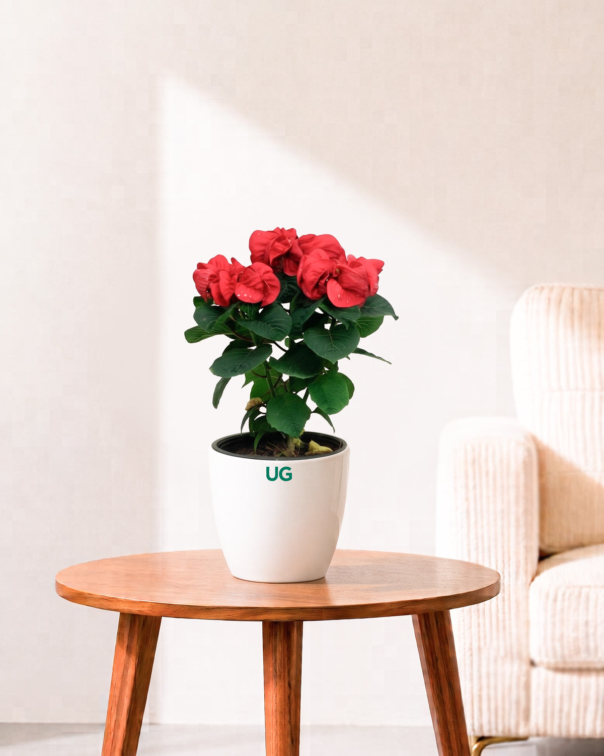 Fireball Poinsettia
