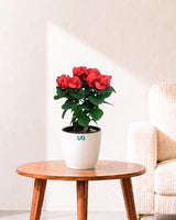 Fireball Poinsettia