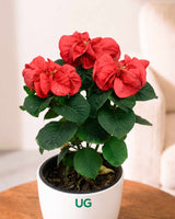 Fireball Poinsettia