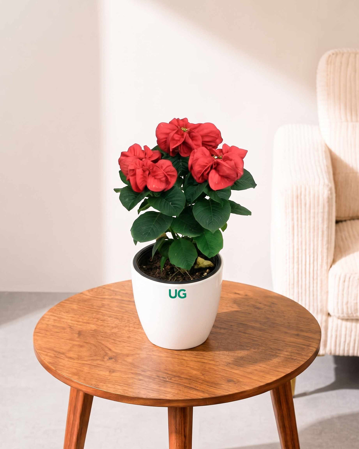 Fireball Poinsettia