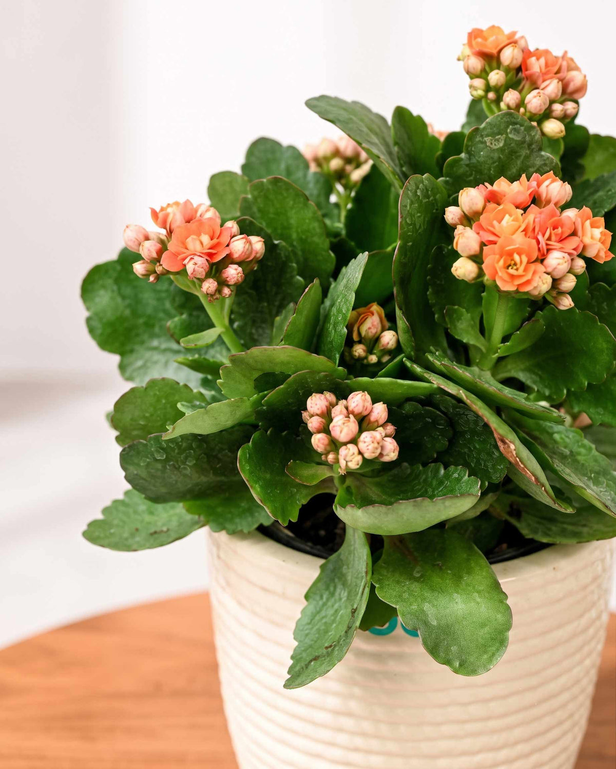 Kalanchoe Plant – Vibrant Blooms of Joy and Endurance
