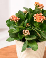 Kalanchoe Plant – Vibrant Blooms of Joy and Endurance
