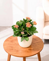 Kalanchoe Plant – Vibrant Blooms of Joy and Endurance