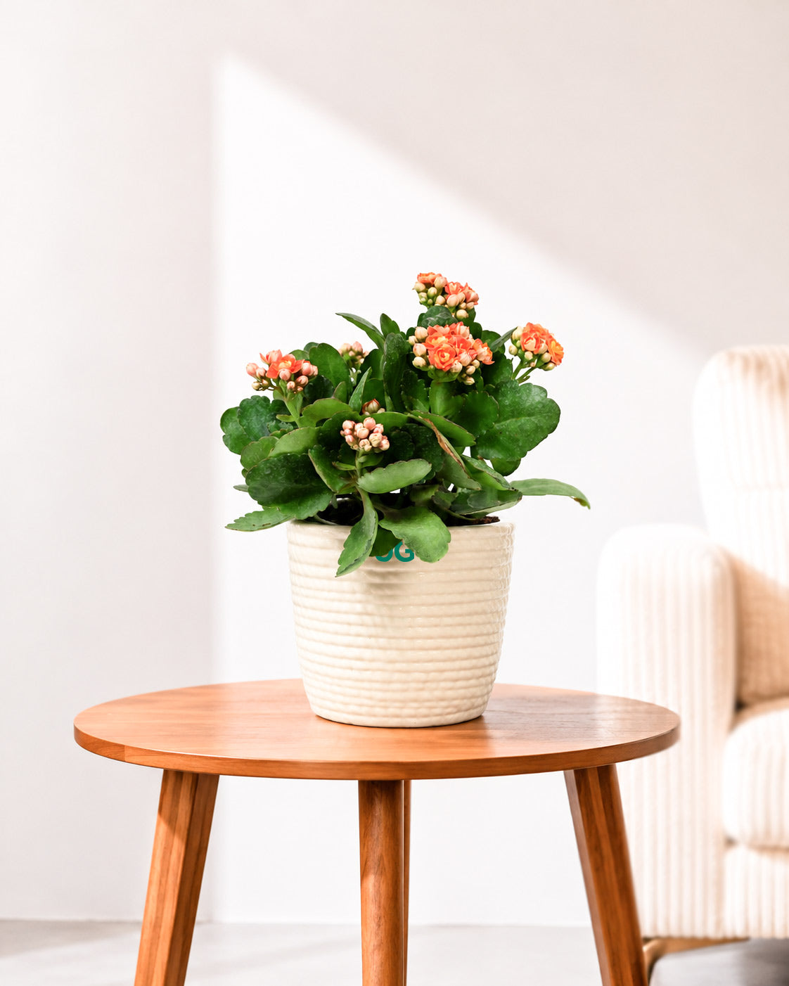 Kalanchoe Plant – Vibrant Blooms of Joy and Endurance