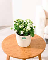 Kalanchoe Plant – Vibrant Blooms of Joy and Endurance