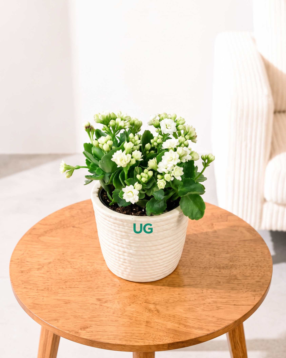 Kalanchoe Plant – Vibrant Blooms of Joy and Endurance