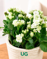 Kalanchoe Plant – Vibrant Blooms of Joy and Endurance