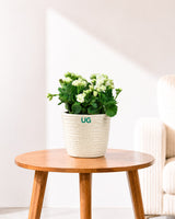 Kalanchoe Plant – Vibrant Blooms of Joy and Endurance
