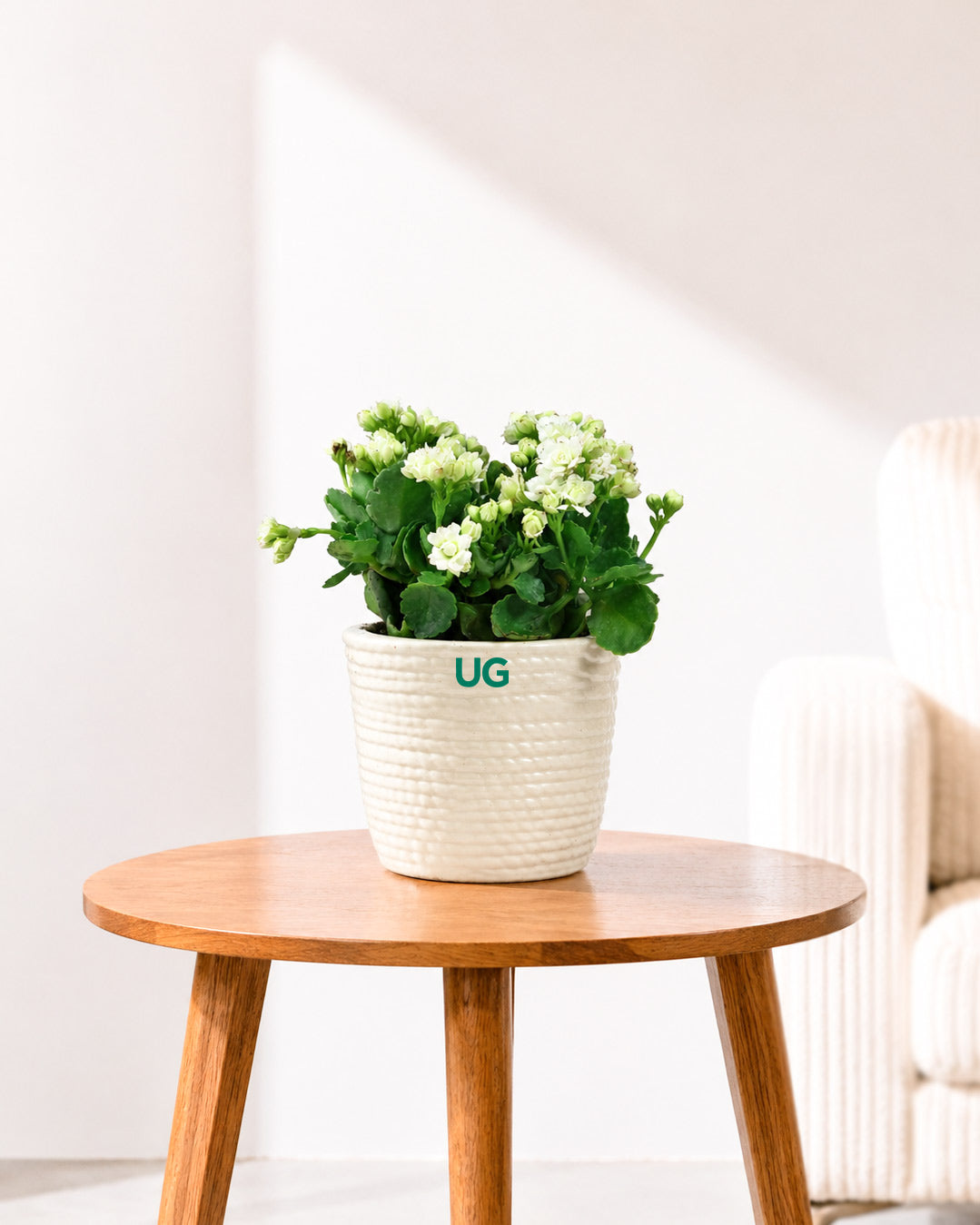 Kalanchoe Plant – Vibrant Blooms of Joy and Endurance