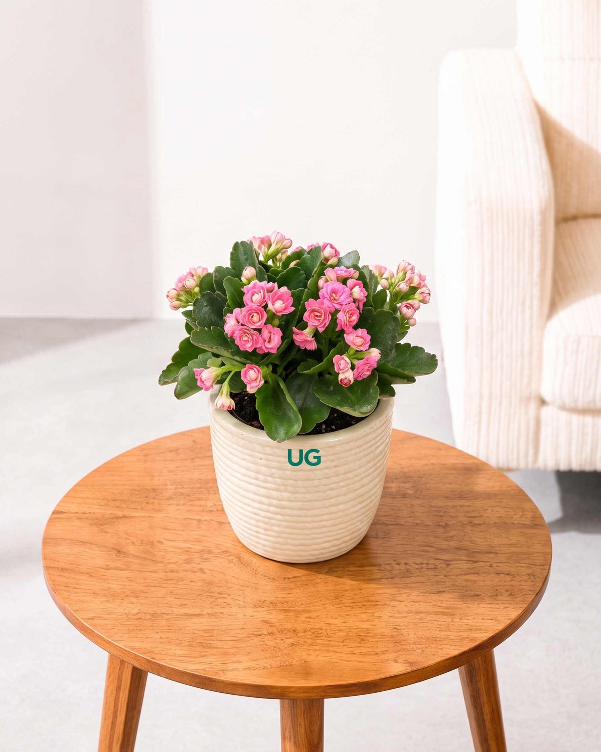 Kalanchoe Plant – Vibrant Blooms of Joy and Endurance