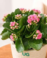 Kalanchoe Plant – Vibrant Blooms of Joy and Endurance