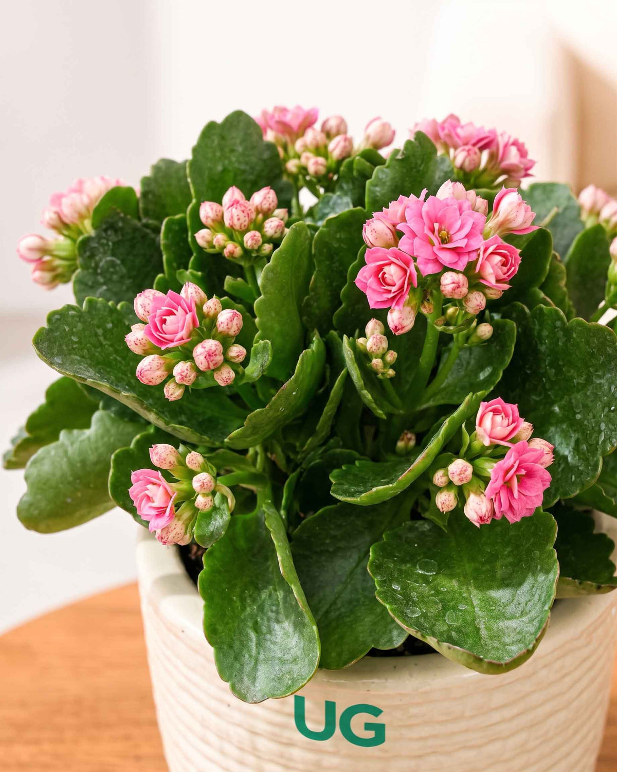 Kalanchoe Plant – Vibrant Blooms of Joy and Endurance