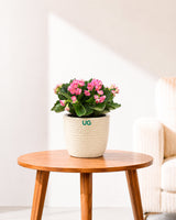 Kalanchoe Plant – Vibrant Blooms of Joy and Endurance