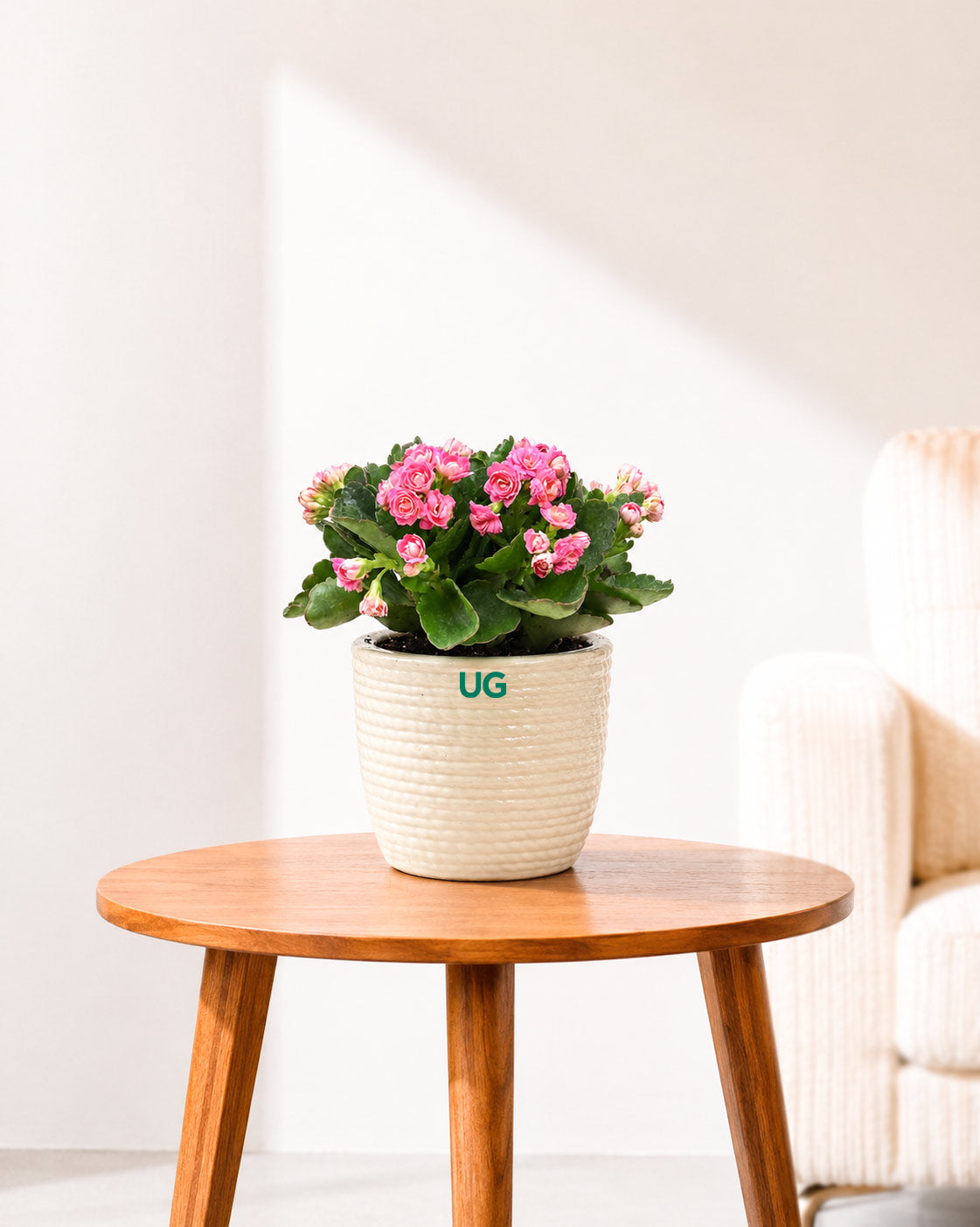 Kalanchoe Plant – Vibrant Blooms of Joy and Endurance