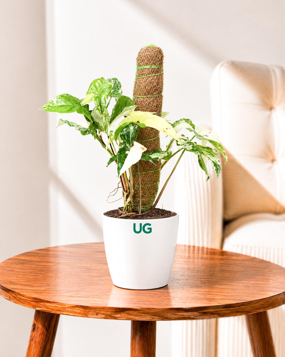 Syngonium albo variegated