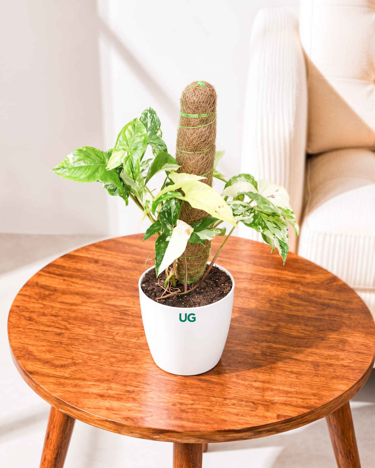 Syngonium albo variegated
