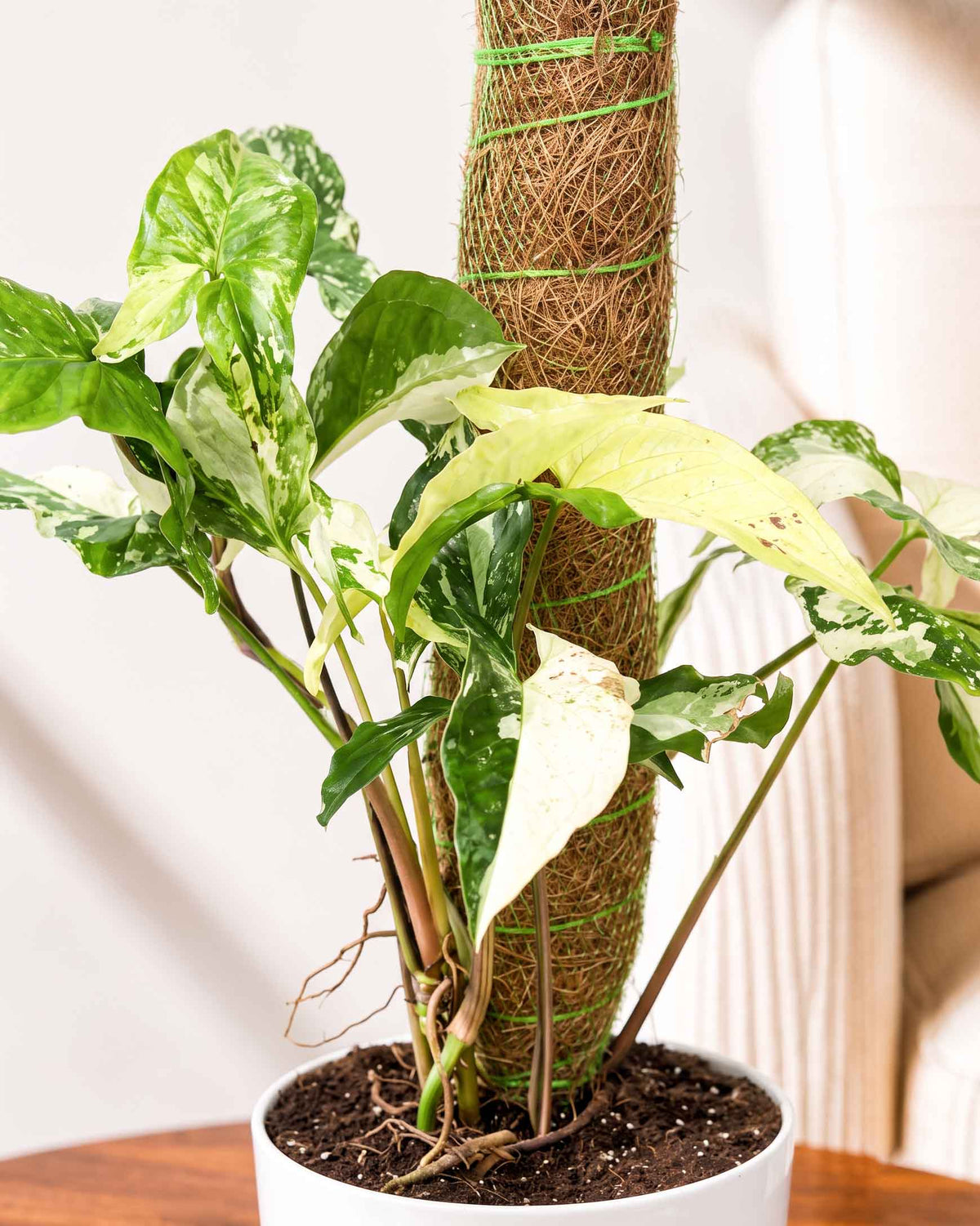 Syngonium albo variegated