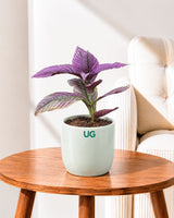 Persian Shield (Strobilanthes dyeriana)