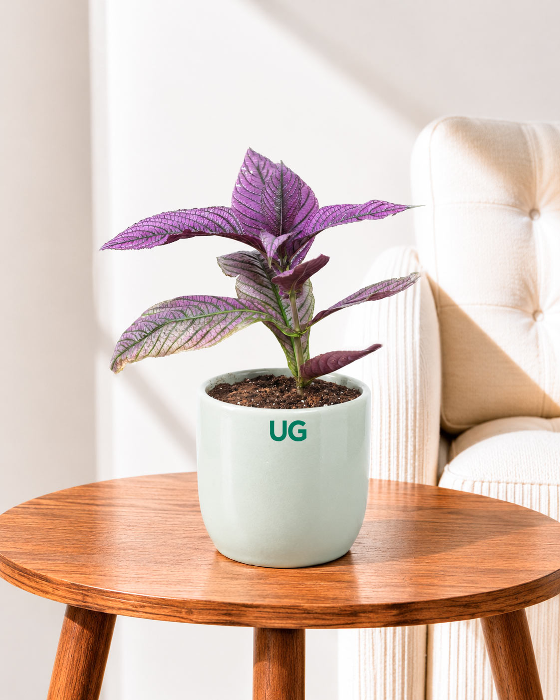 Persian Shield (Strobilanthes dyeriana)