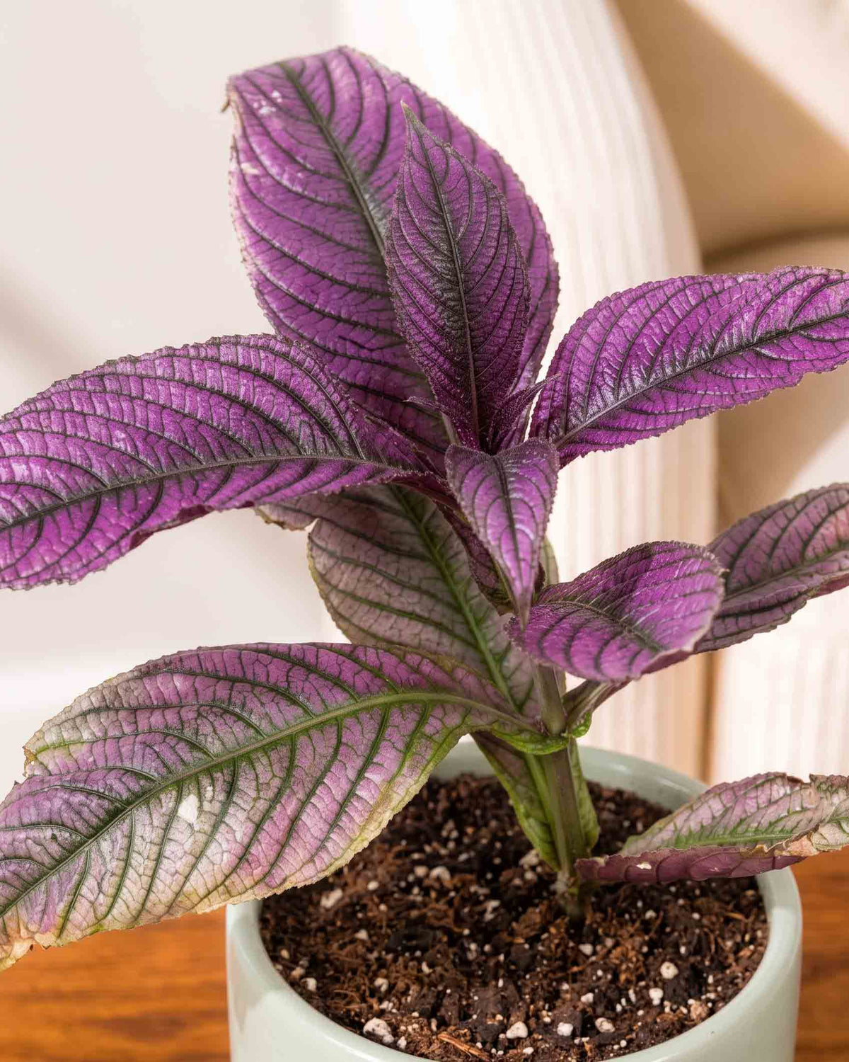 Persian Shield (Strobilanthes dyeriana)