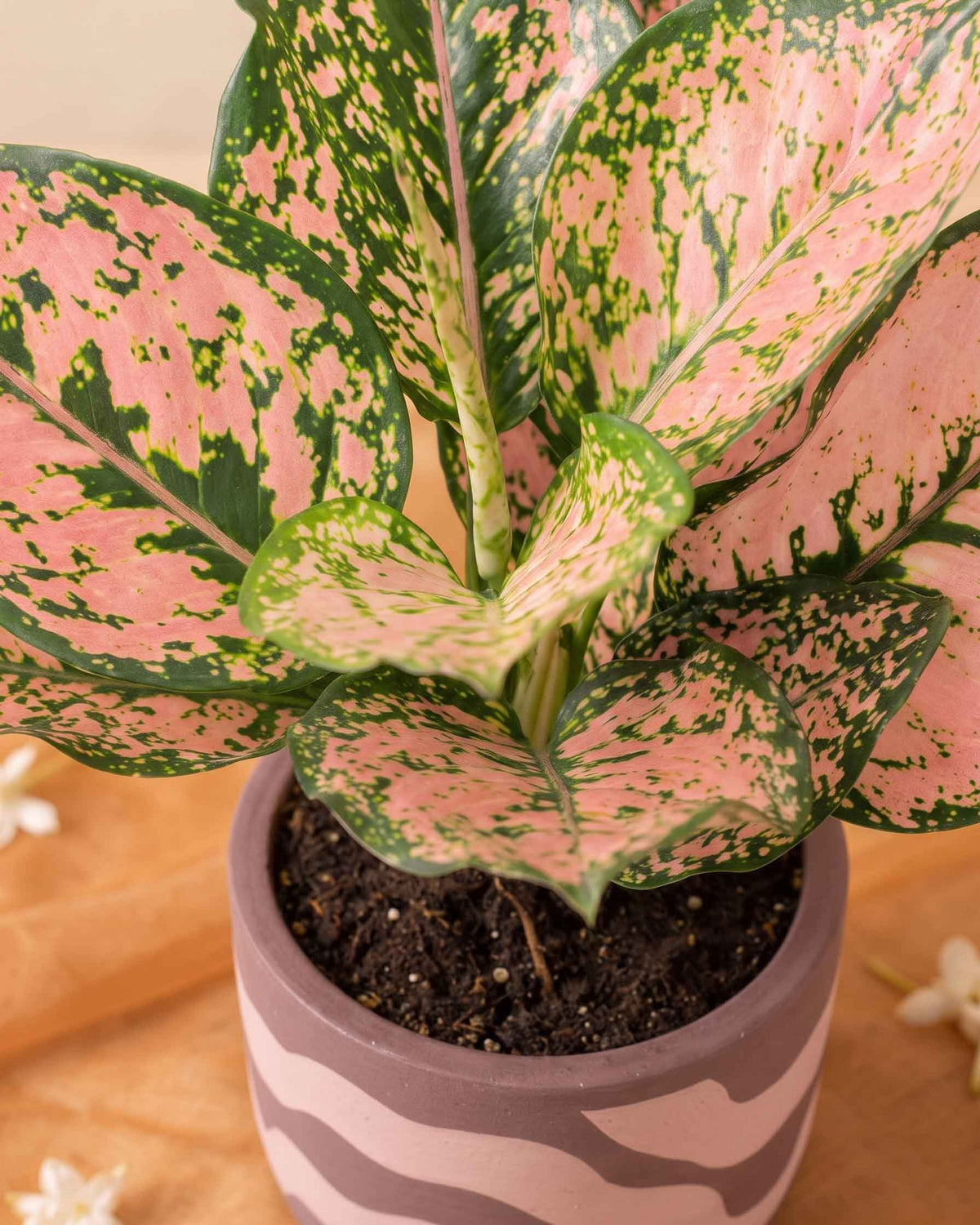 Aglaonema Pink Beauty