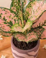 Aglaonema Pink Beauty