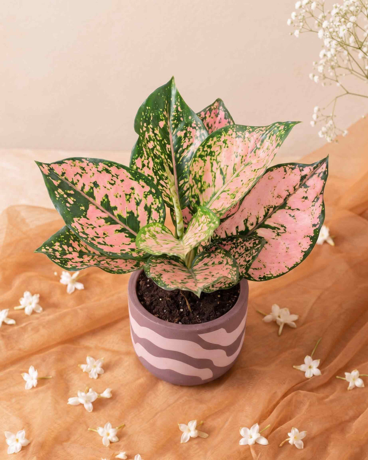 Aglaonema Pink Beauty