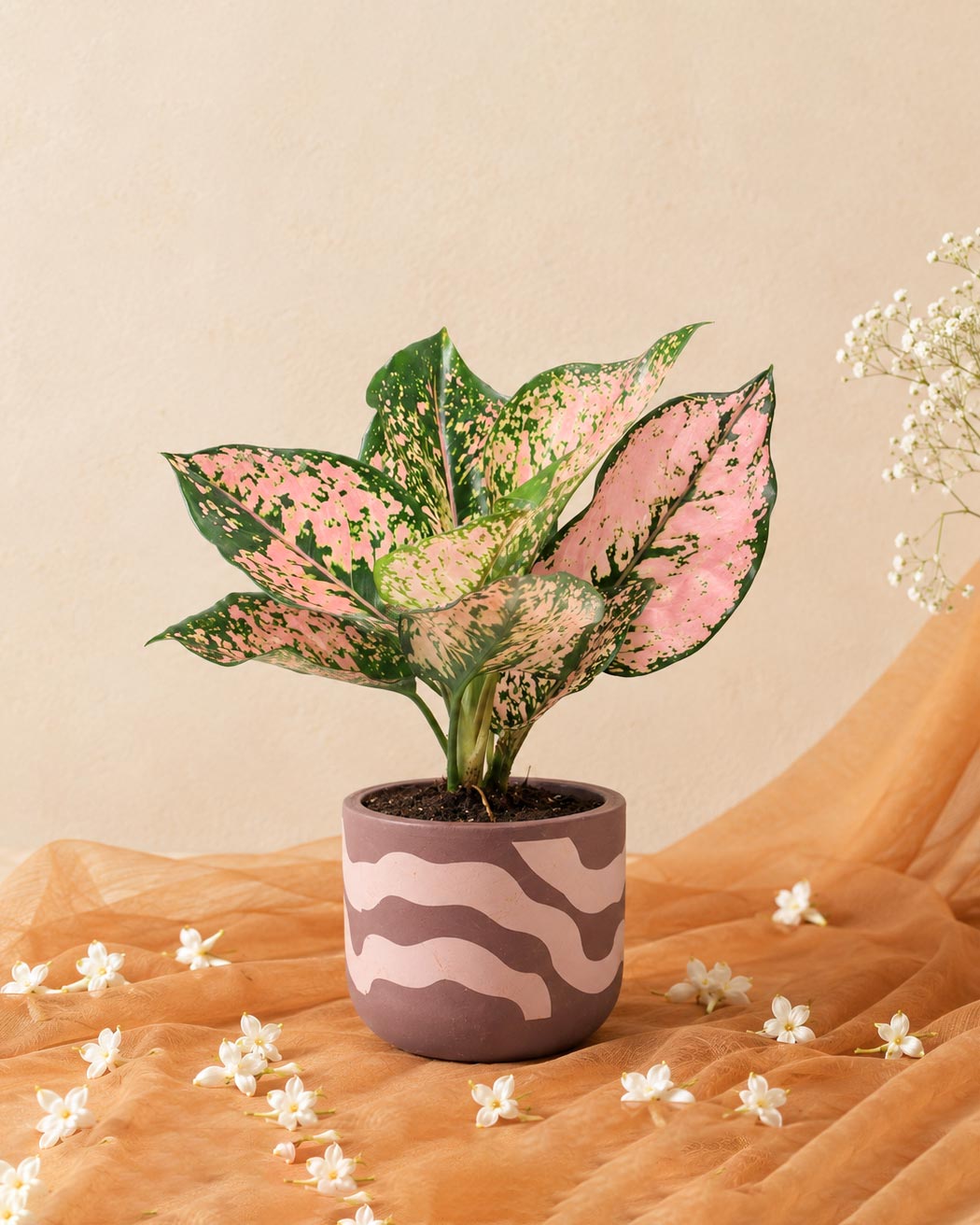 Aglaonema Pink Beauty