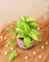Philodendron Brasil
