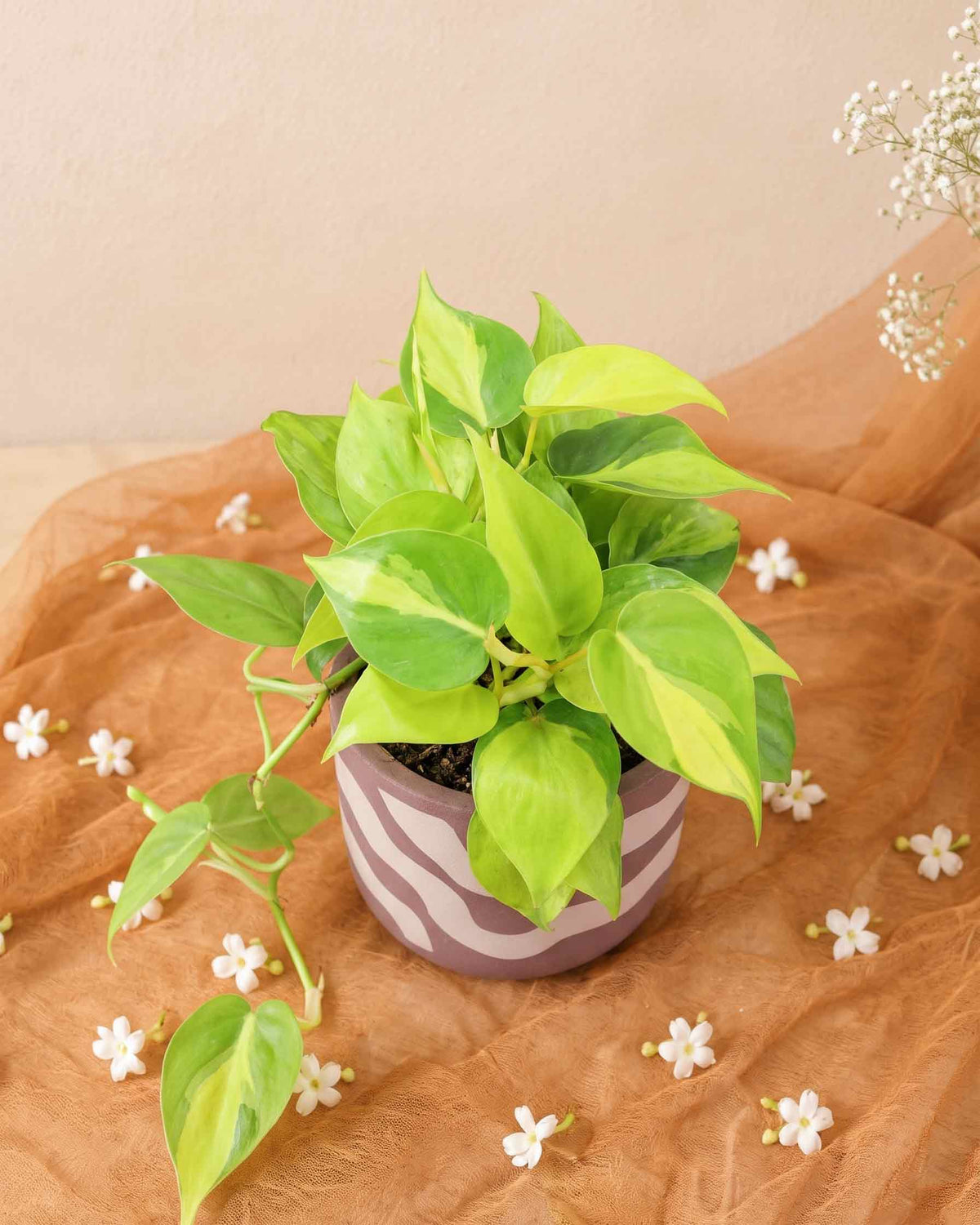 Philodendron Brasil