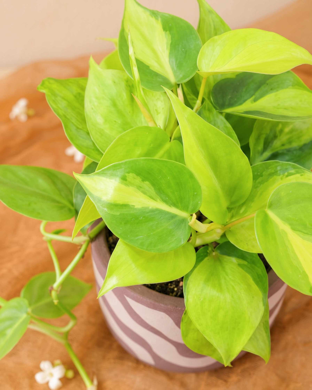 Philodendron Brasil