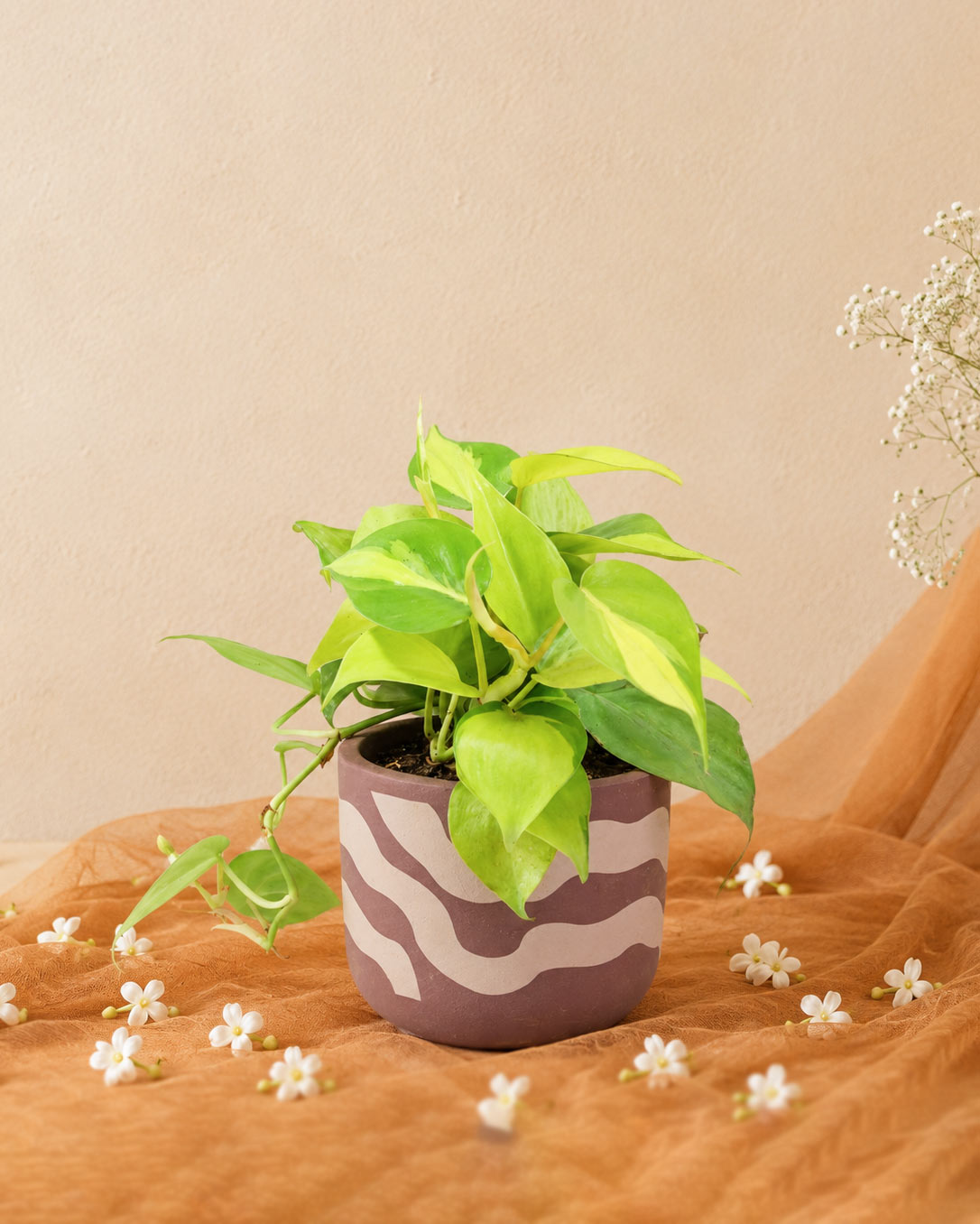 Philodendron Brasil