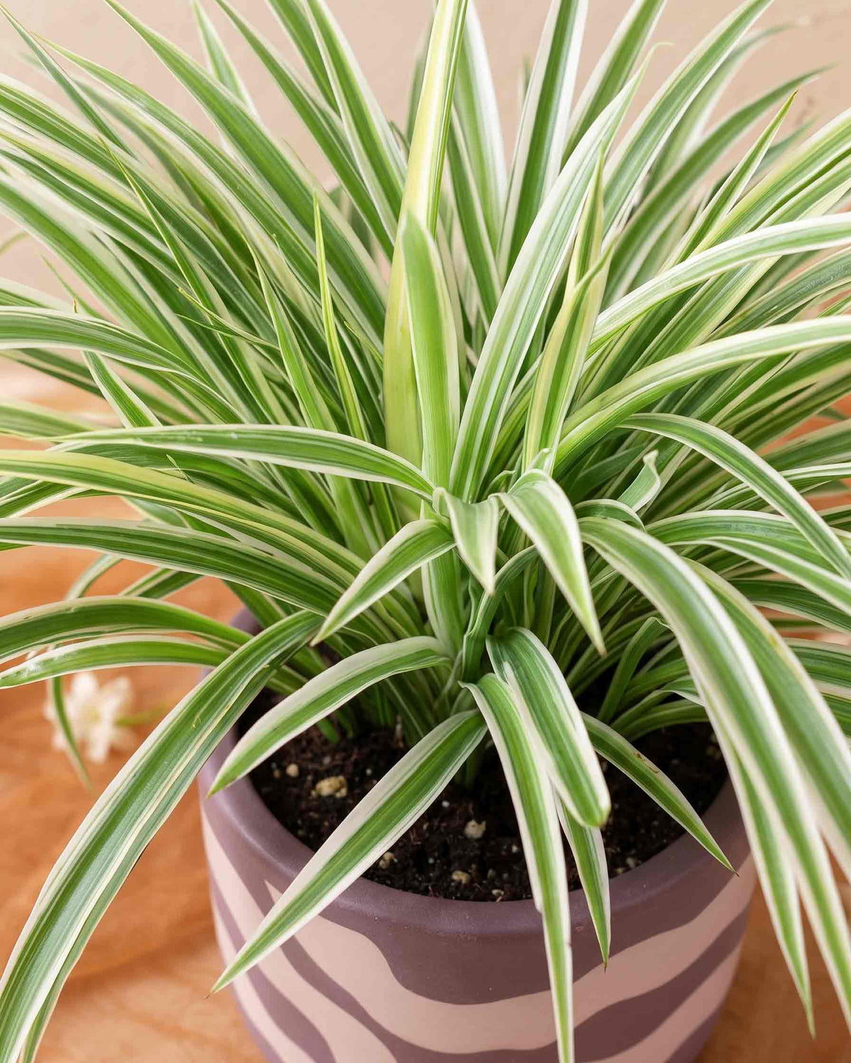 Spider Plant