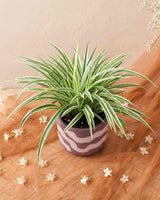 Spider Plant