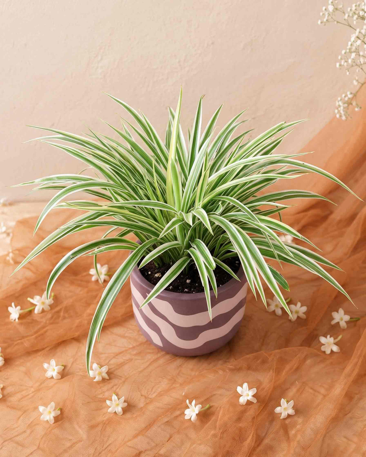 Spider Plant