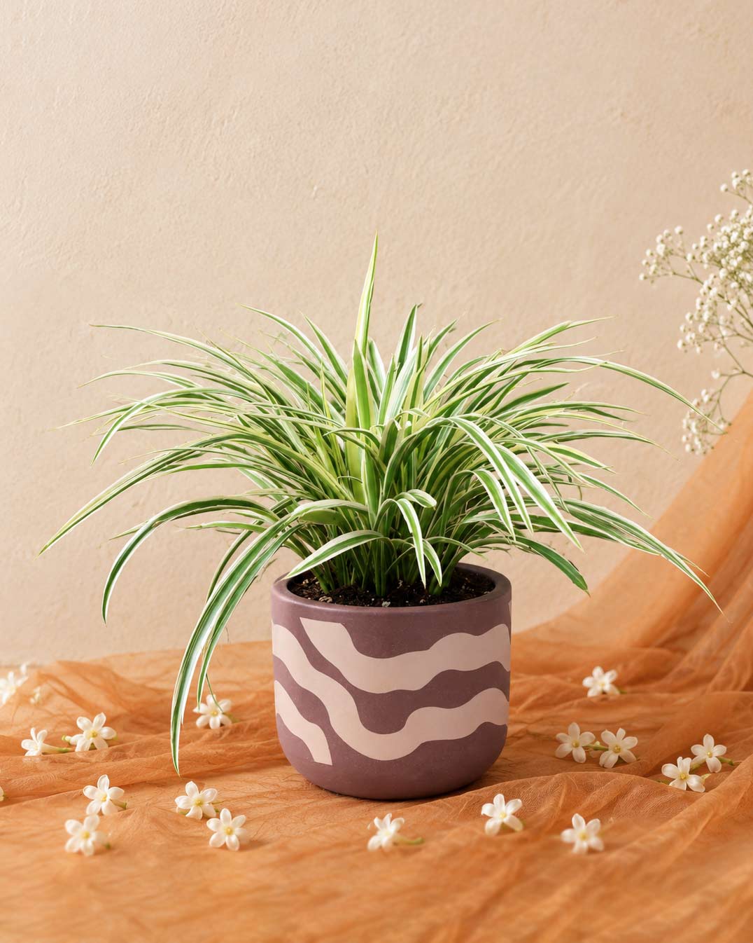 Spider Plant