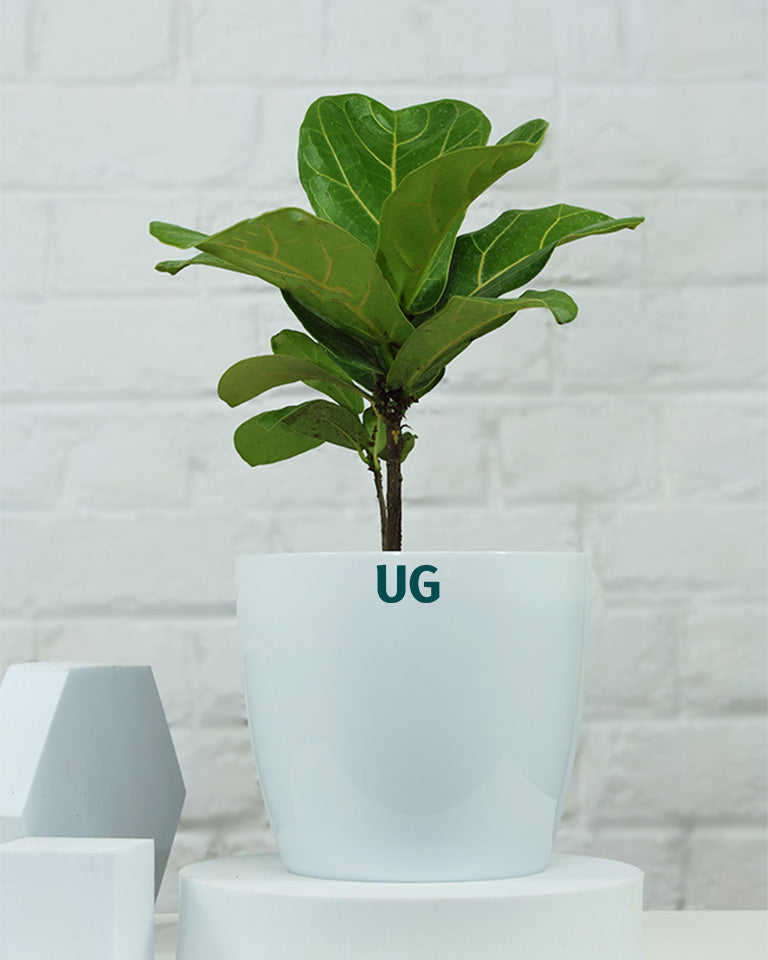 Fiddle Leaf Fig Plant (Ficus Lyrata)