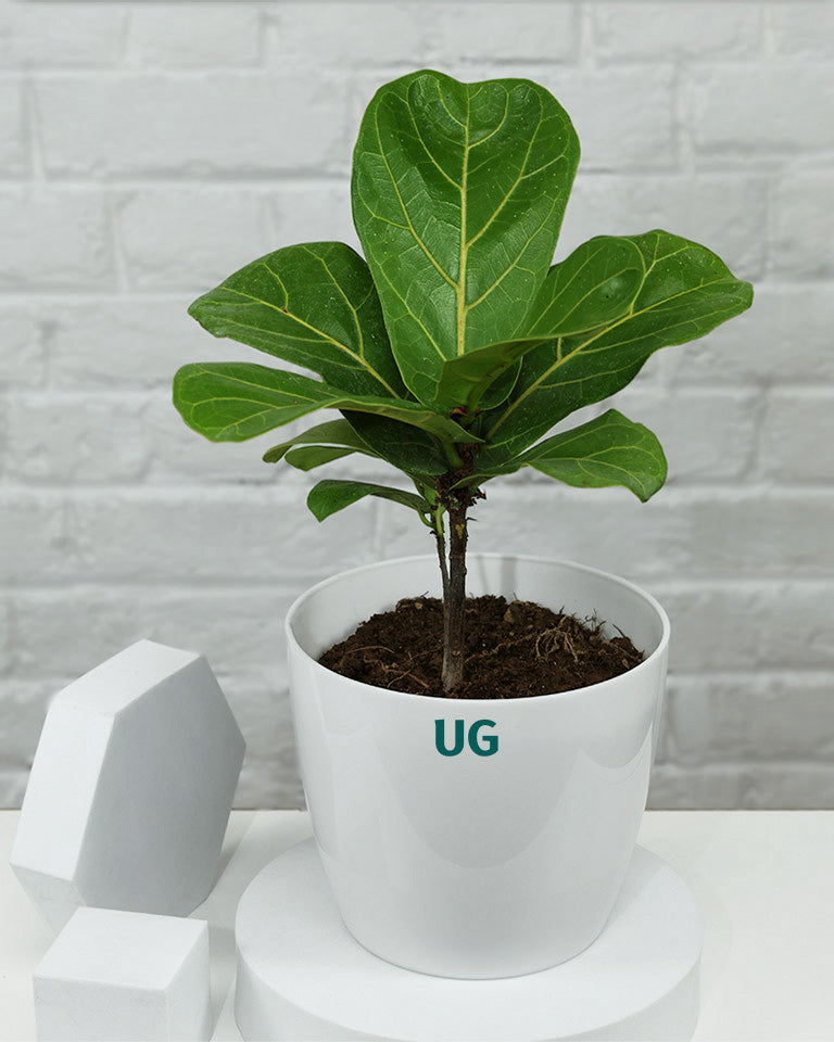 Fiddle Leaf Fig Plant (Ficus Lyrata)