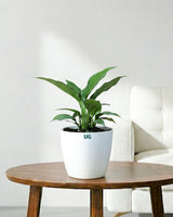 Peace Lily Plant (Spathiphyllum)