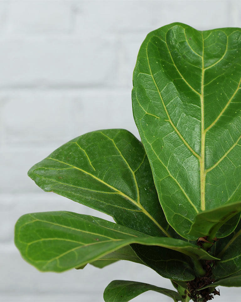 Fiddle Leaf Fig Plant (Ficus Lyrata)