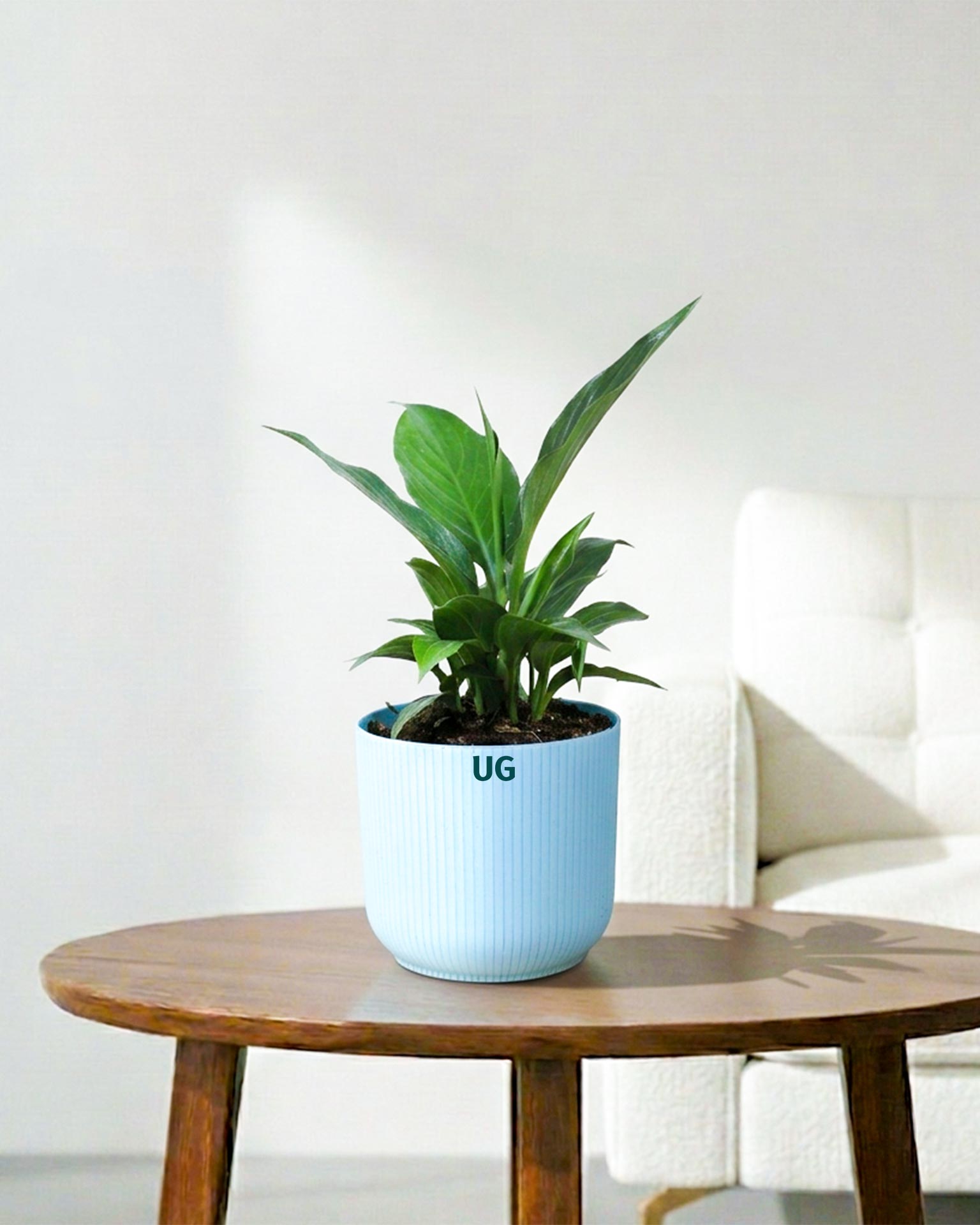 Peace Lily Plant (Spathiphyllum)