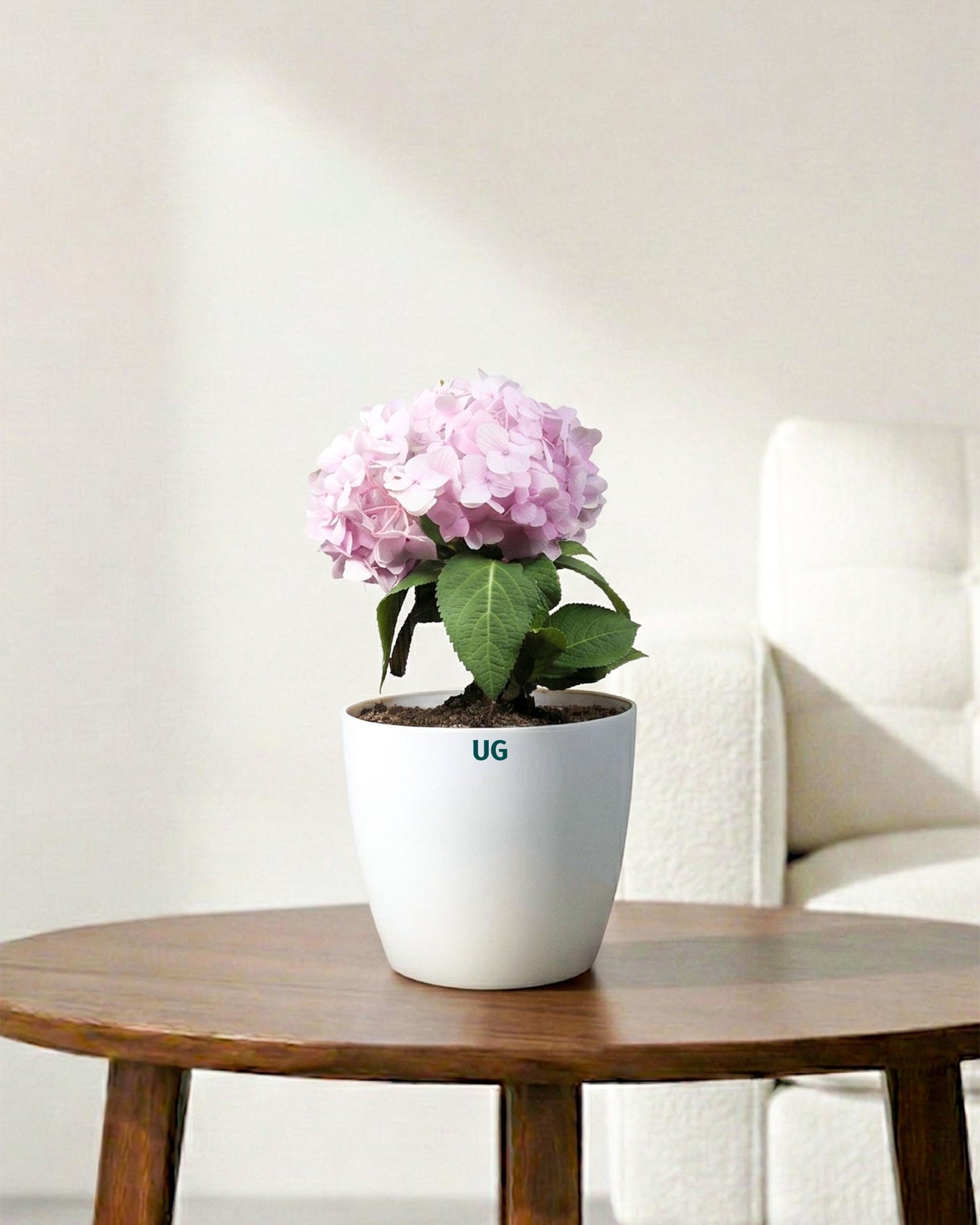 Hydrangea Plant