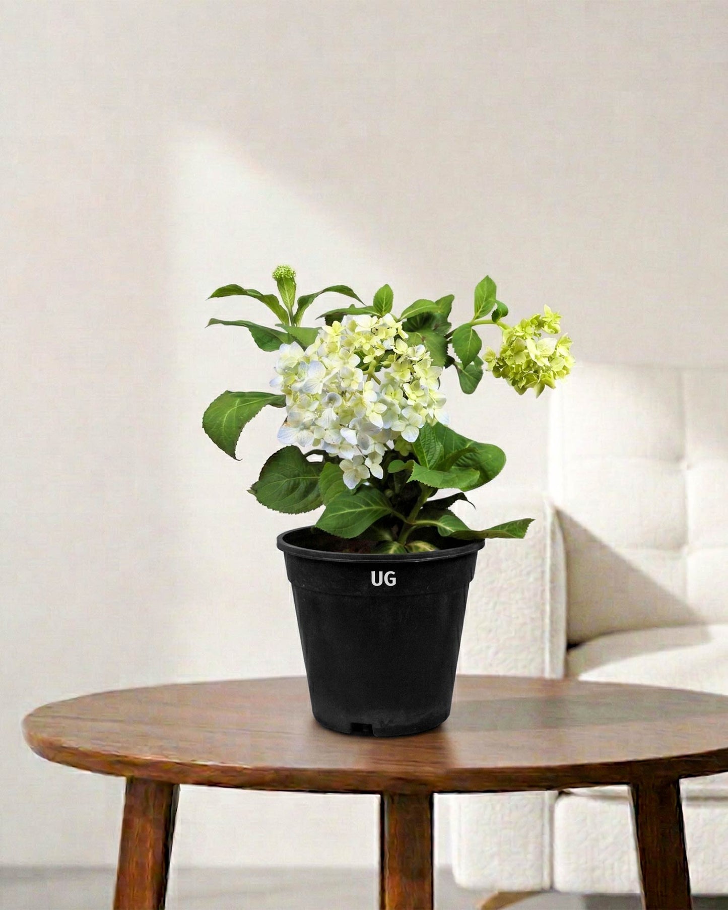 Hydrangea Plant