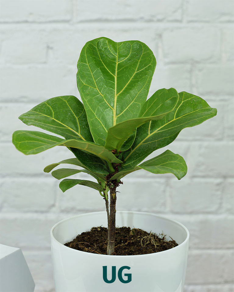 Fiddle Leaf Fig Plant (Ficus Lyrata)