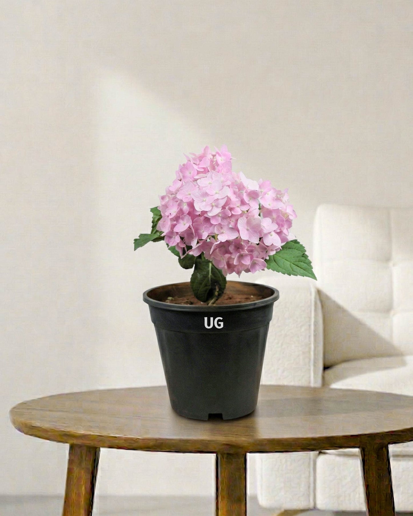 Hydrangea Plant