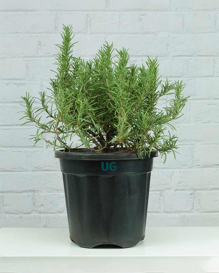 Rosemary Plant