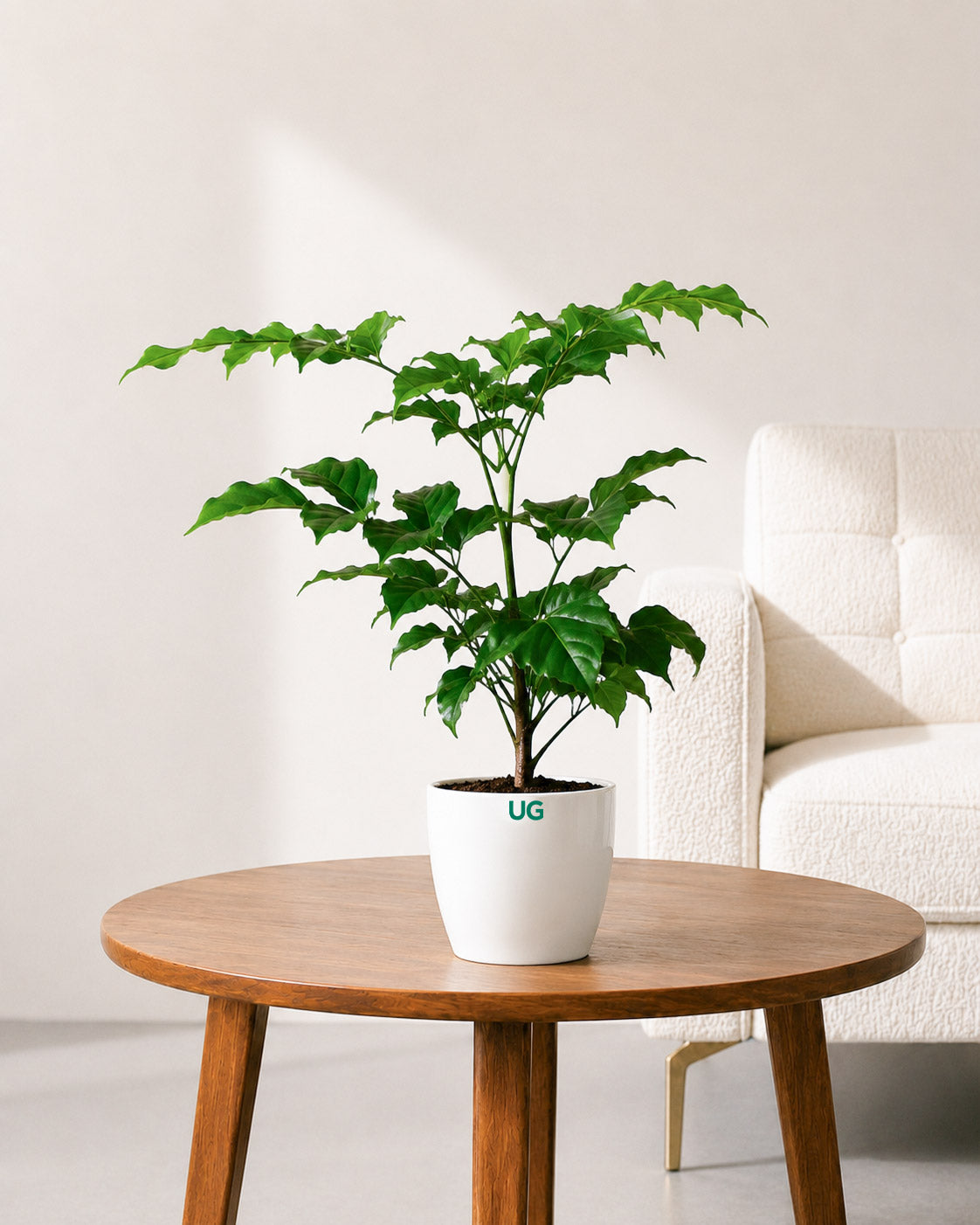 Radermachera Plant